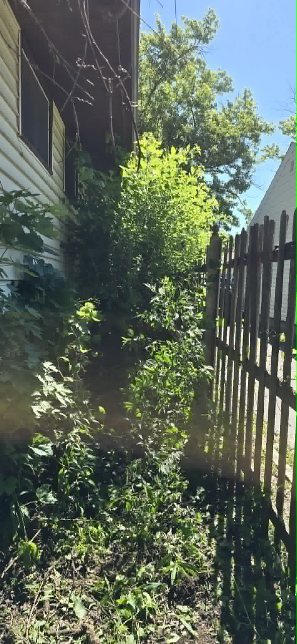 Alley before cleanup