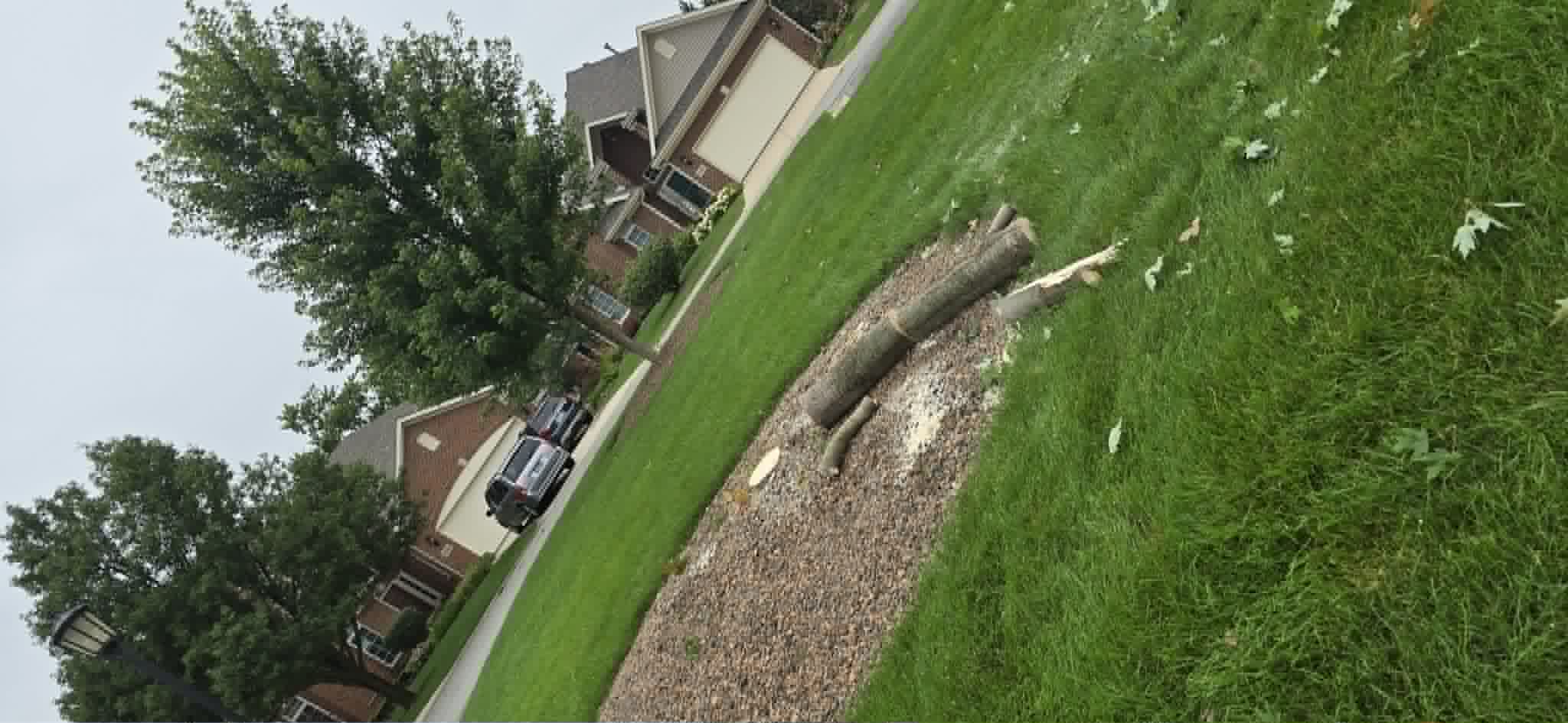 Cleaned up tree
