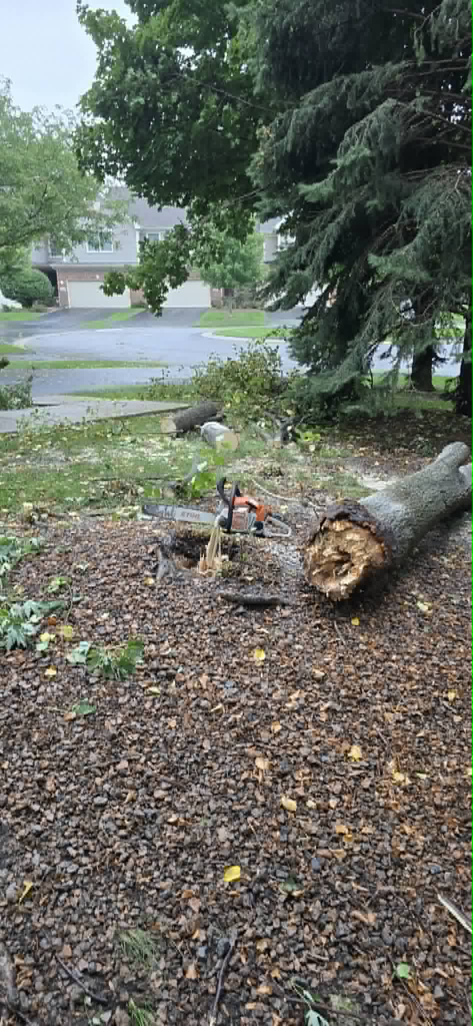 Fallen tree cleanup