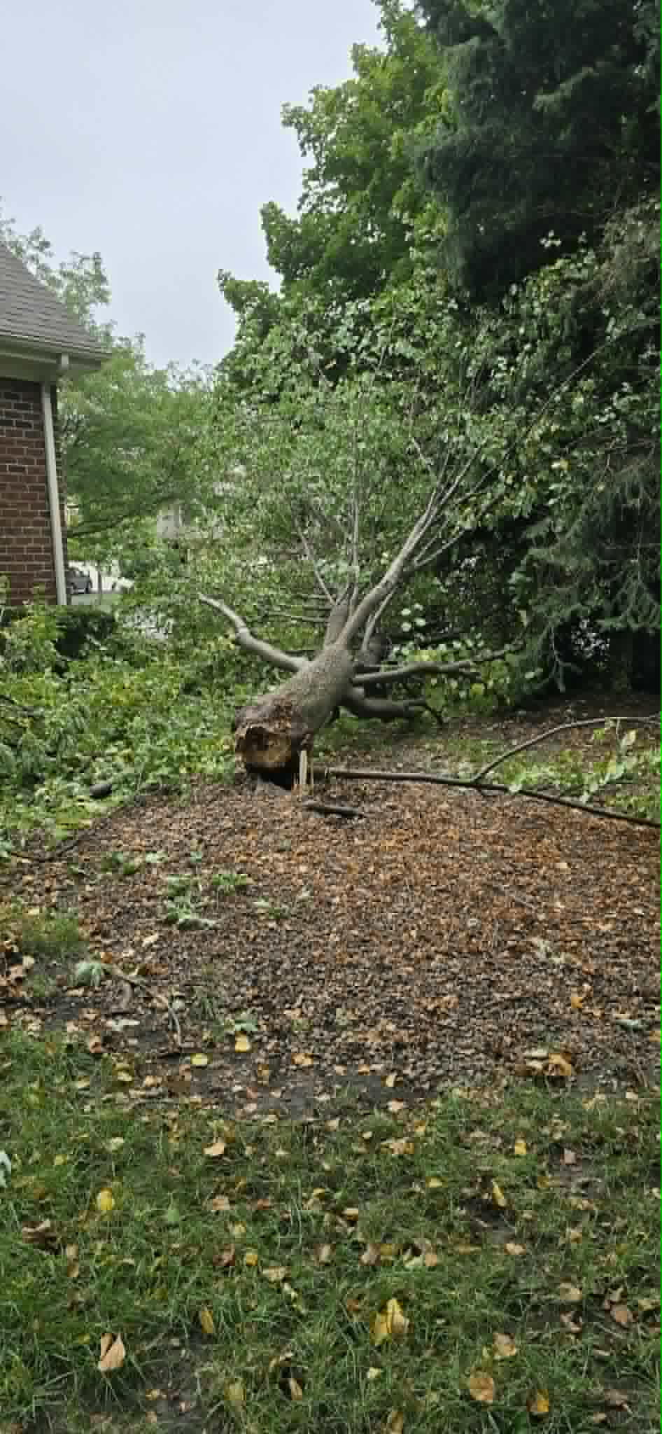 Fallen tree cleanup in progress