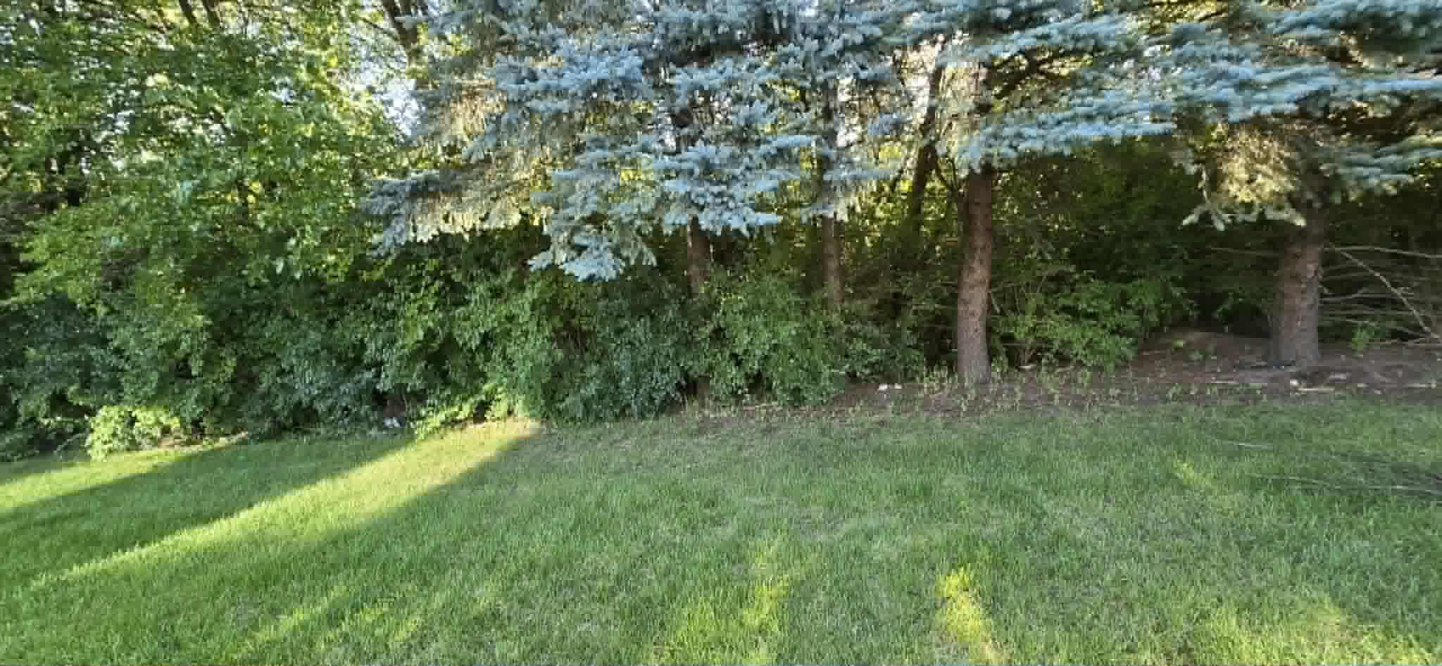 Overgrown tree line before