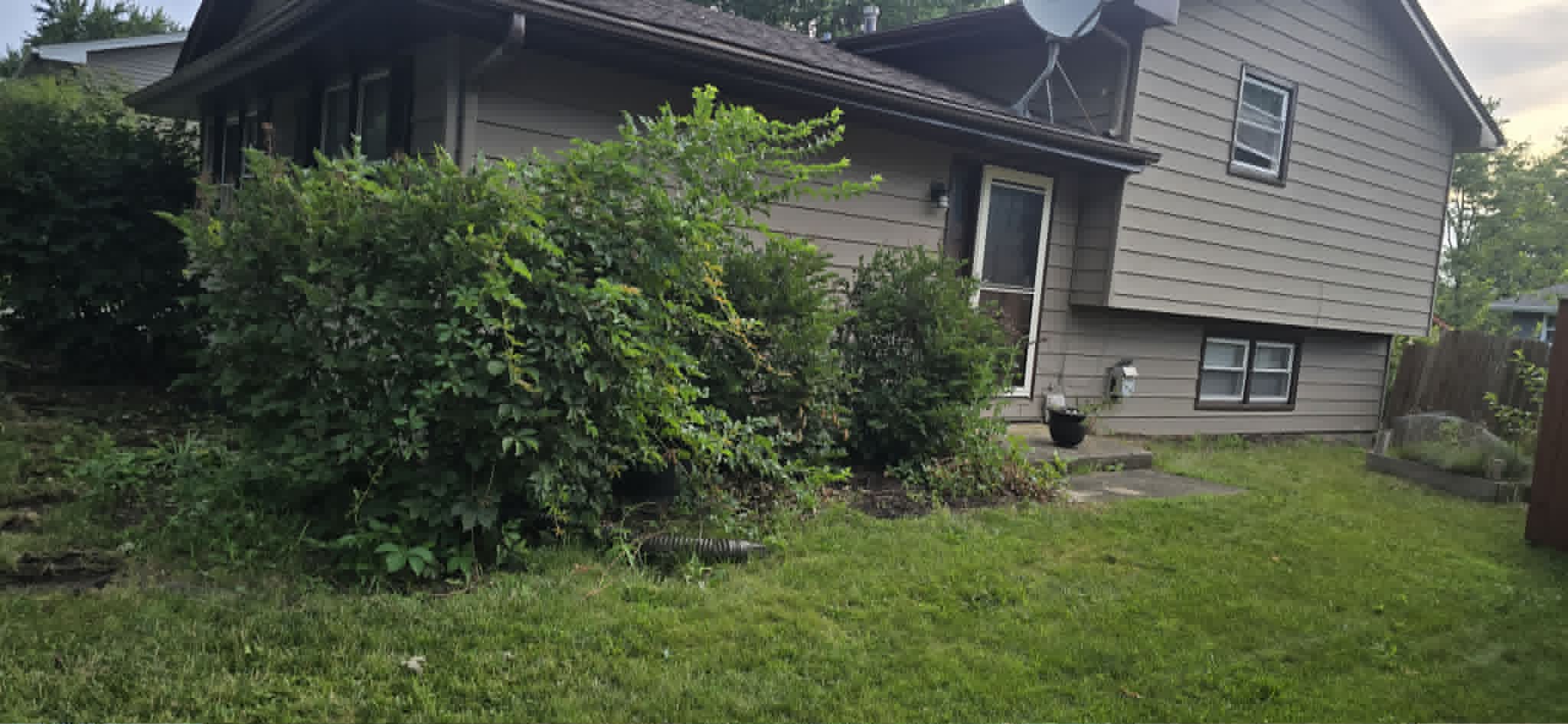 Huge overgrown bush