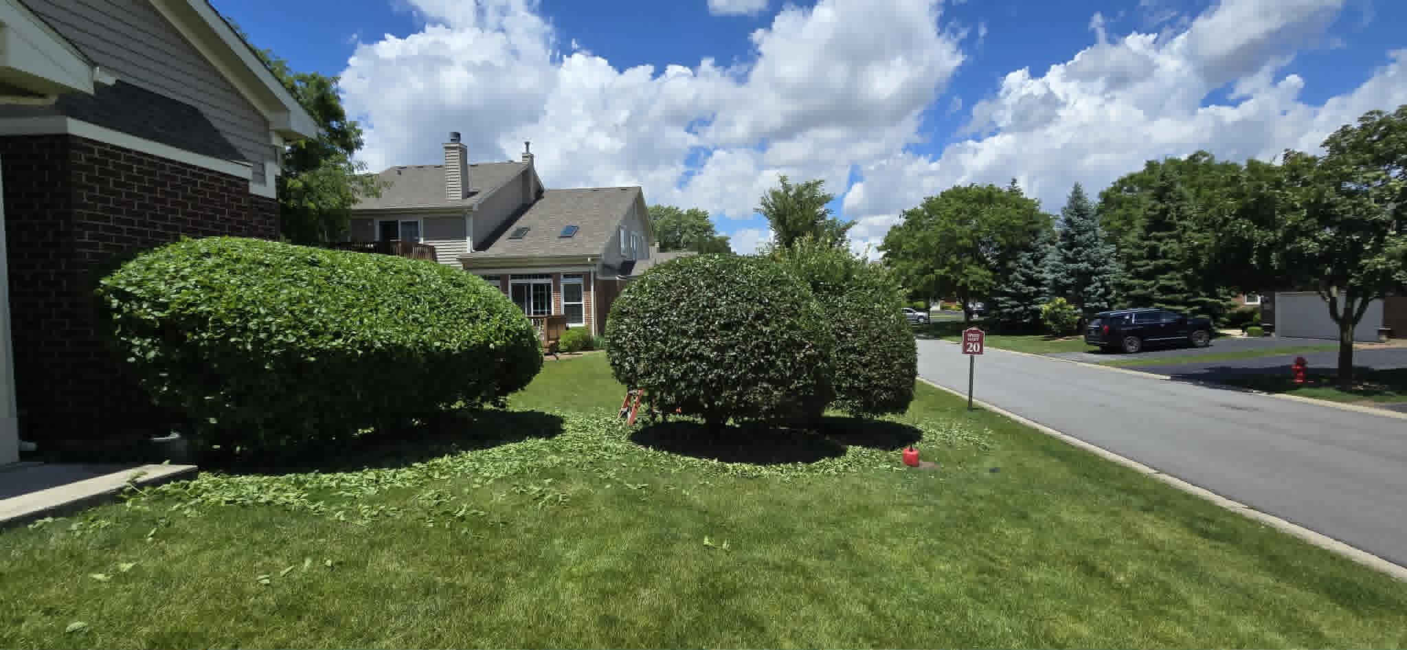 Large bush trimmed