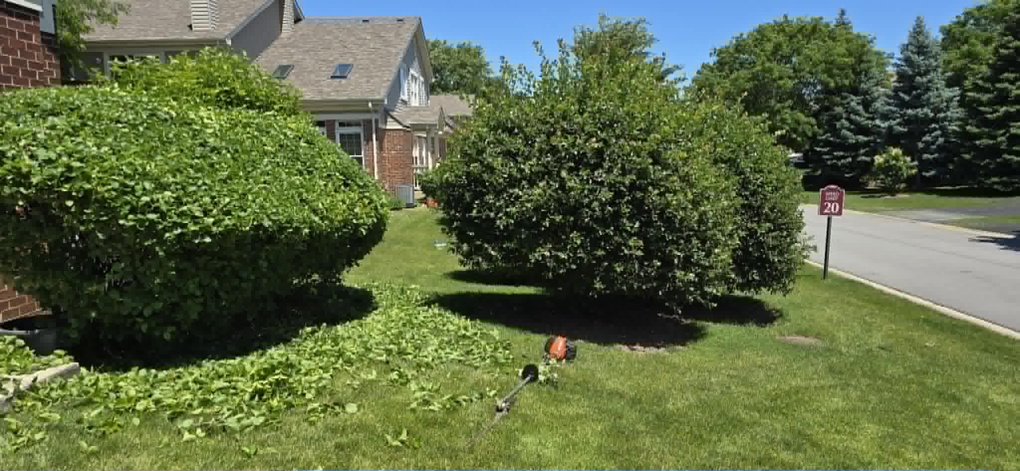 Large bush before trimming