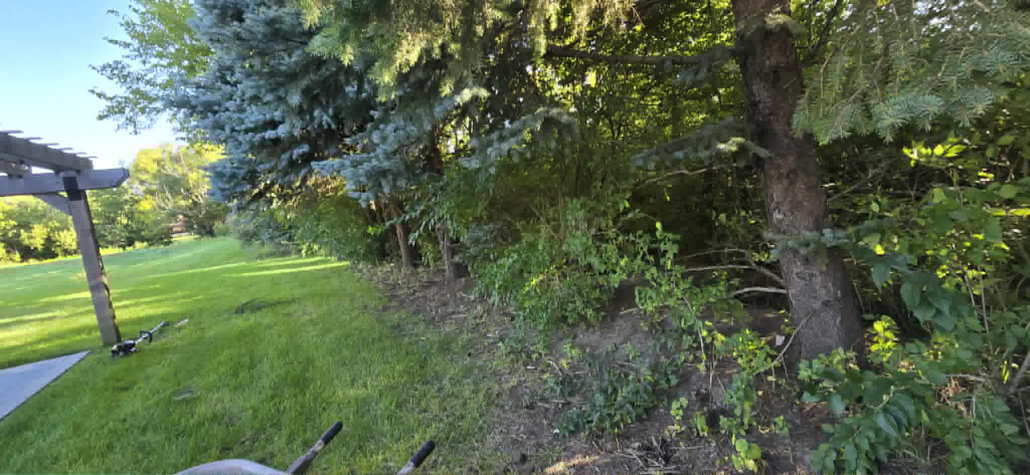 Natural fence line before