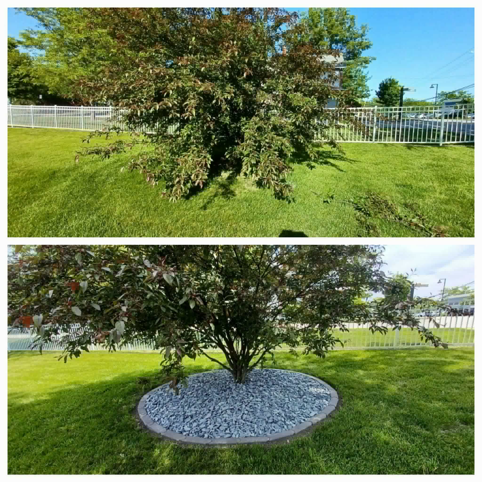 Overgrown tree cleanup collage