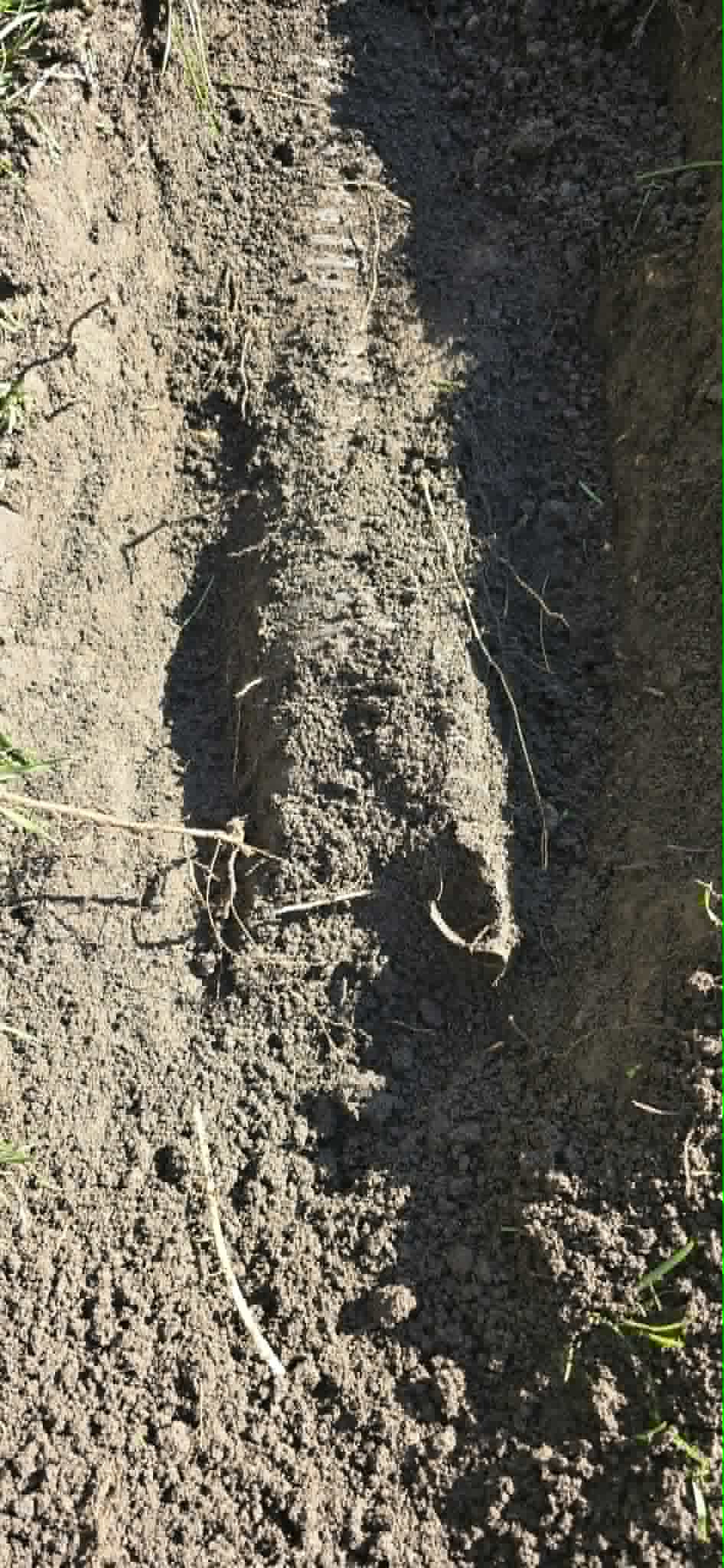 Root removal during drain work