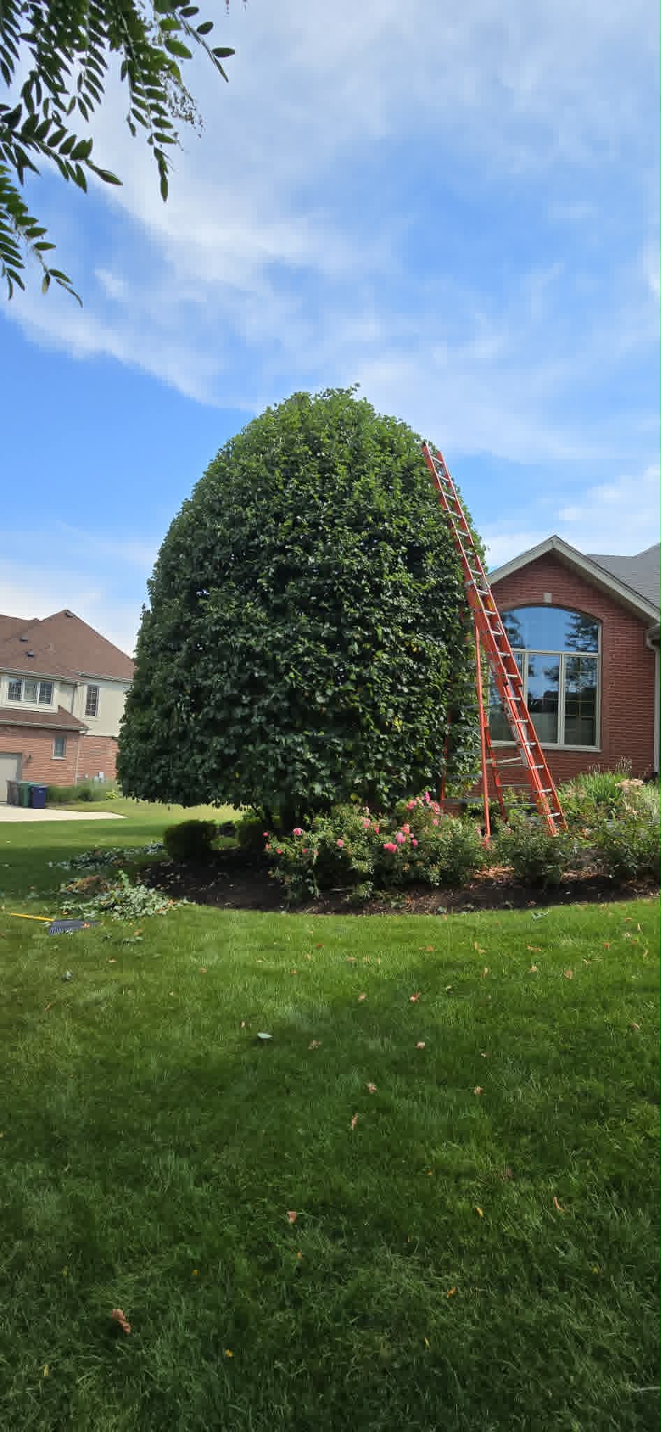 Tree canopy trimmed