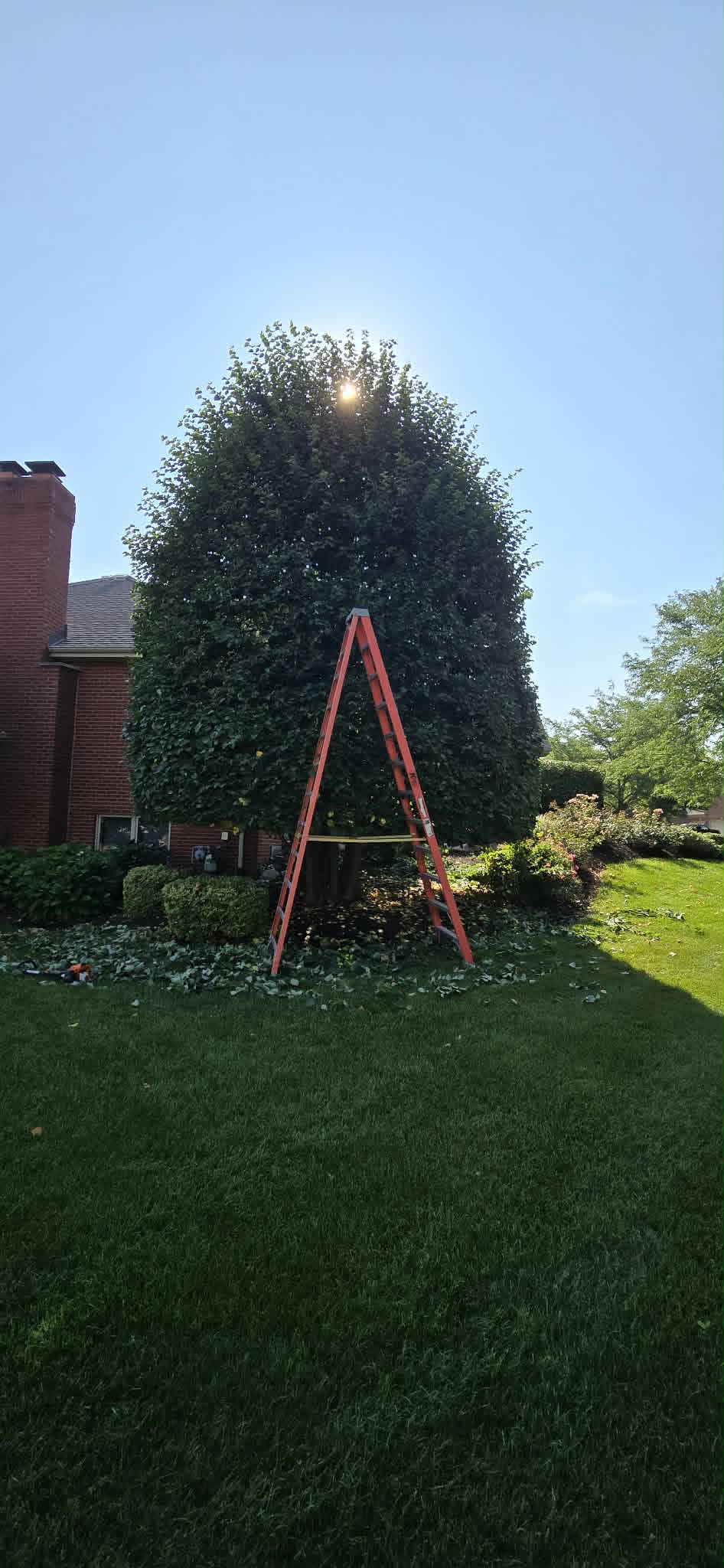 Tree canopy before trim