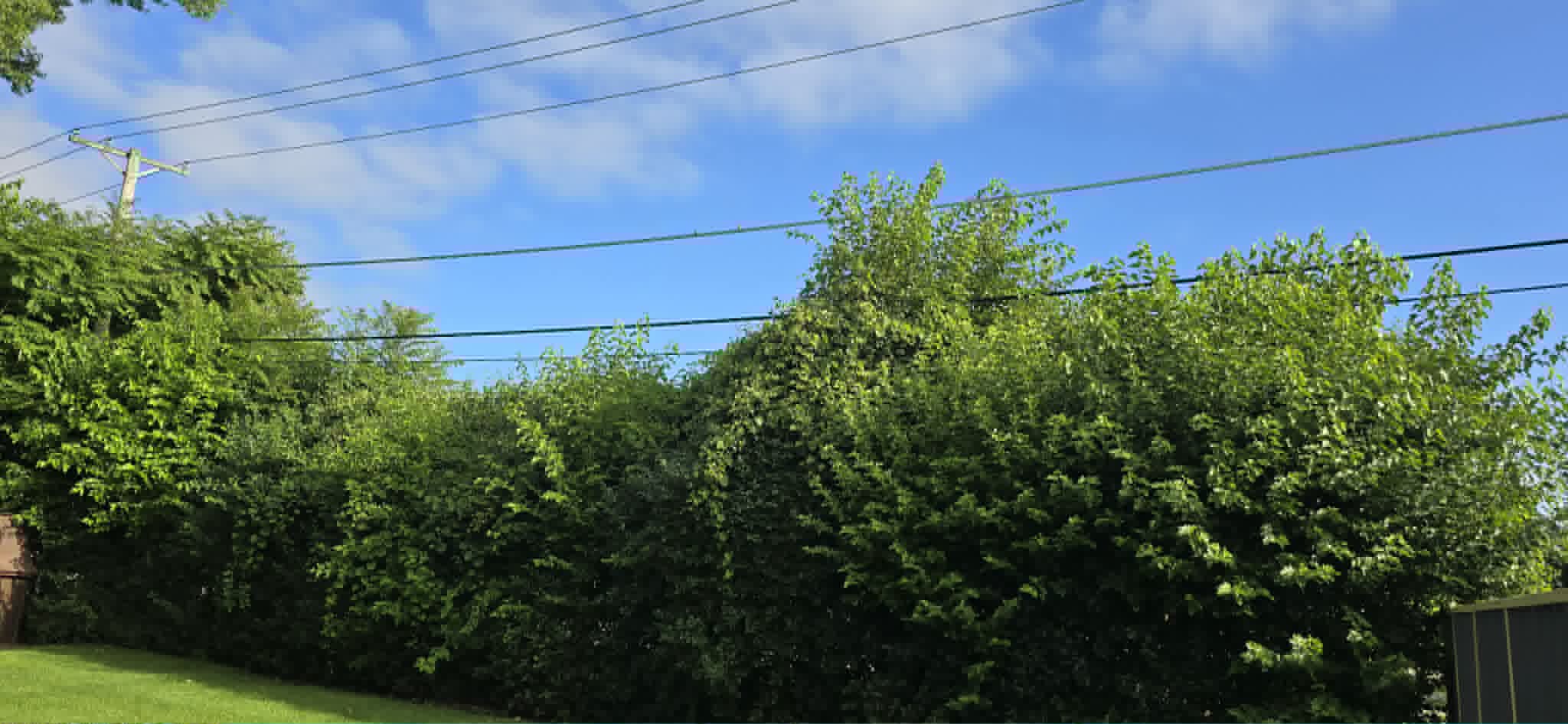 Side trees before clearing