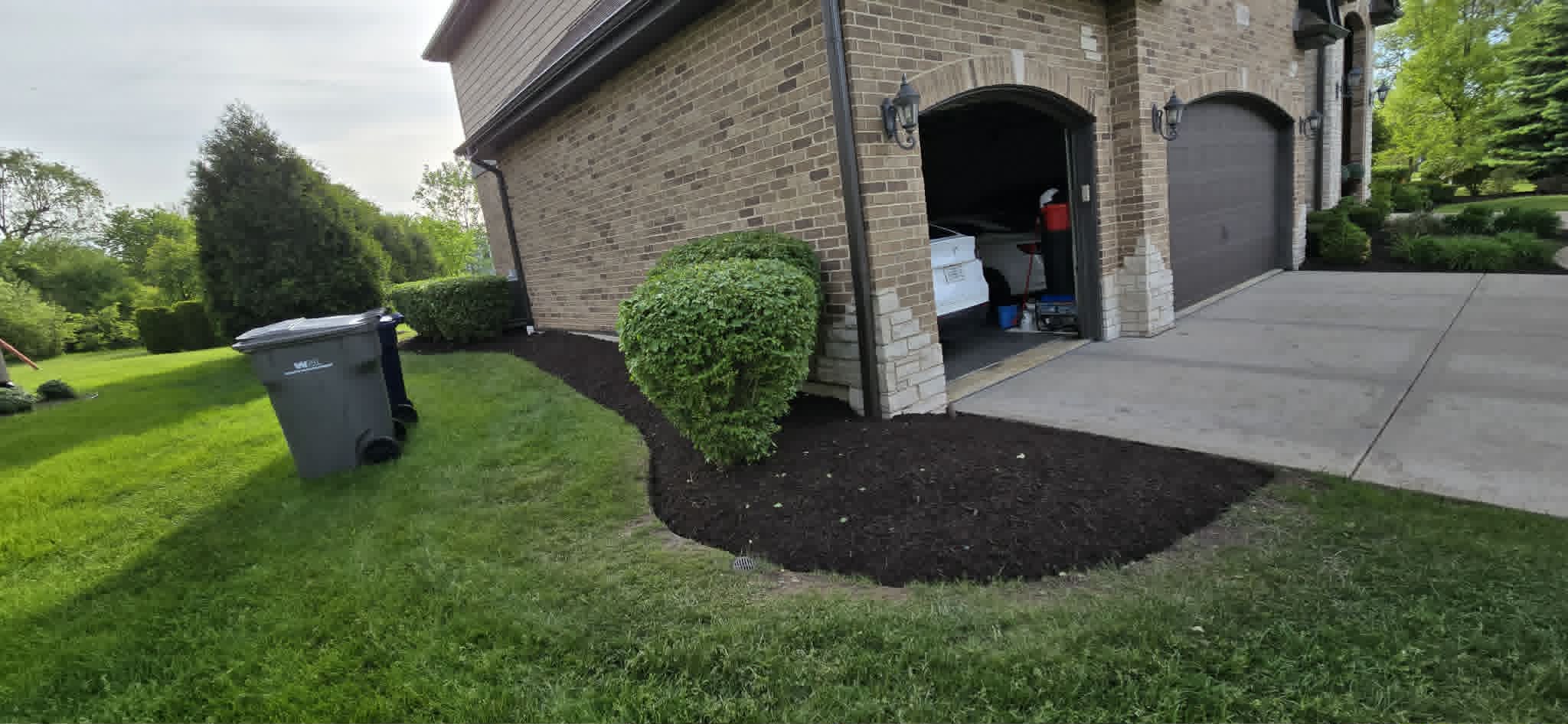 Small bush cleaned up