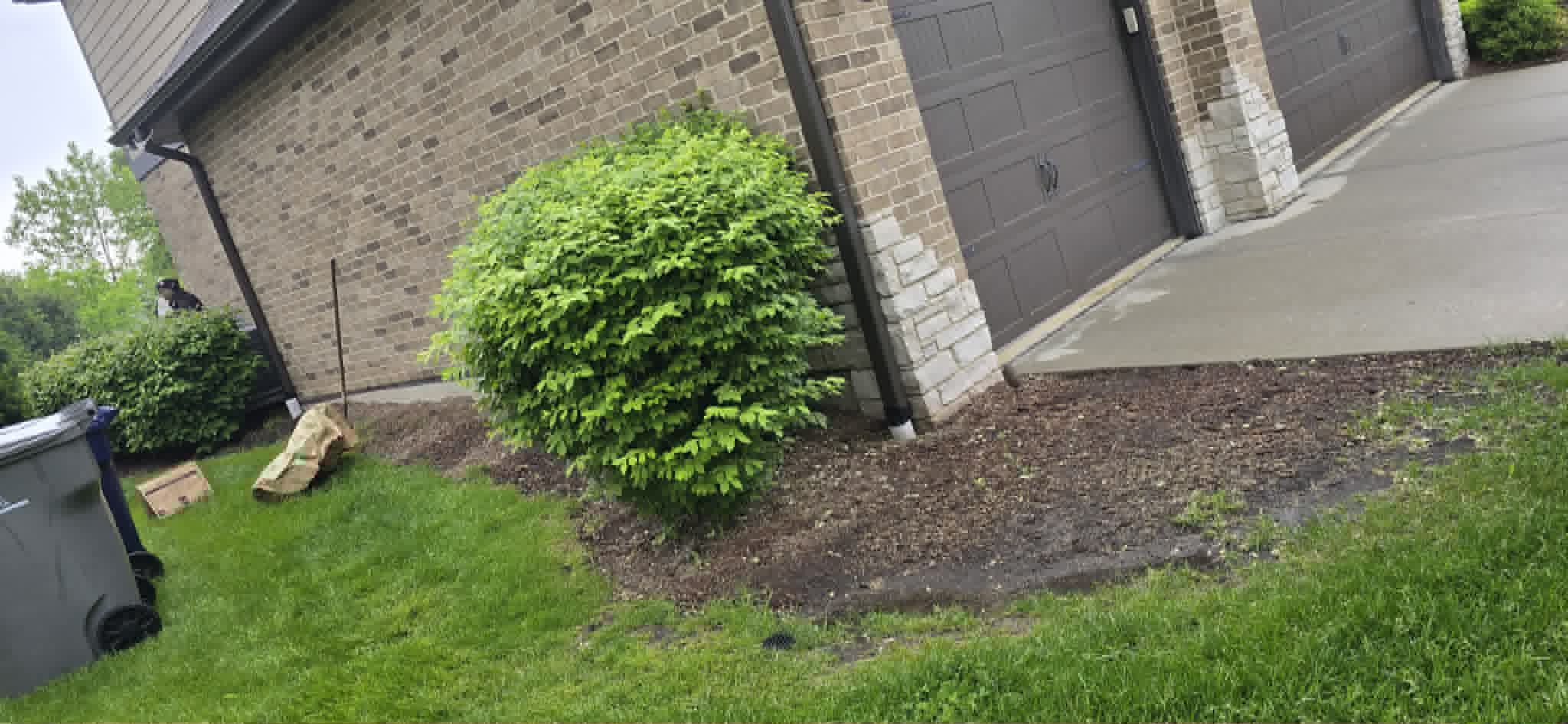 Small bush before cleanup