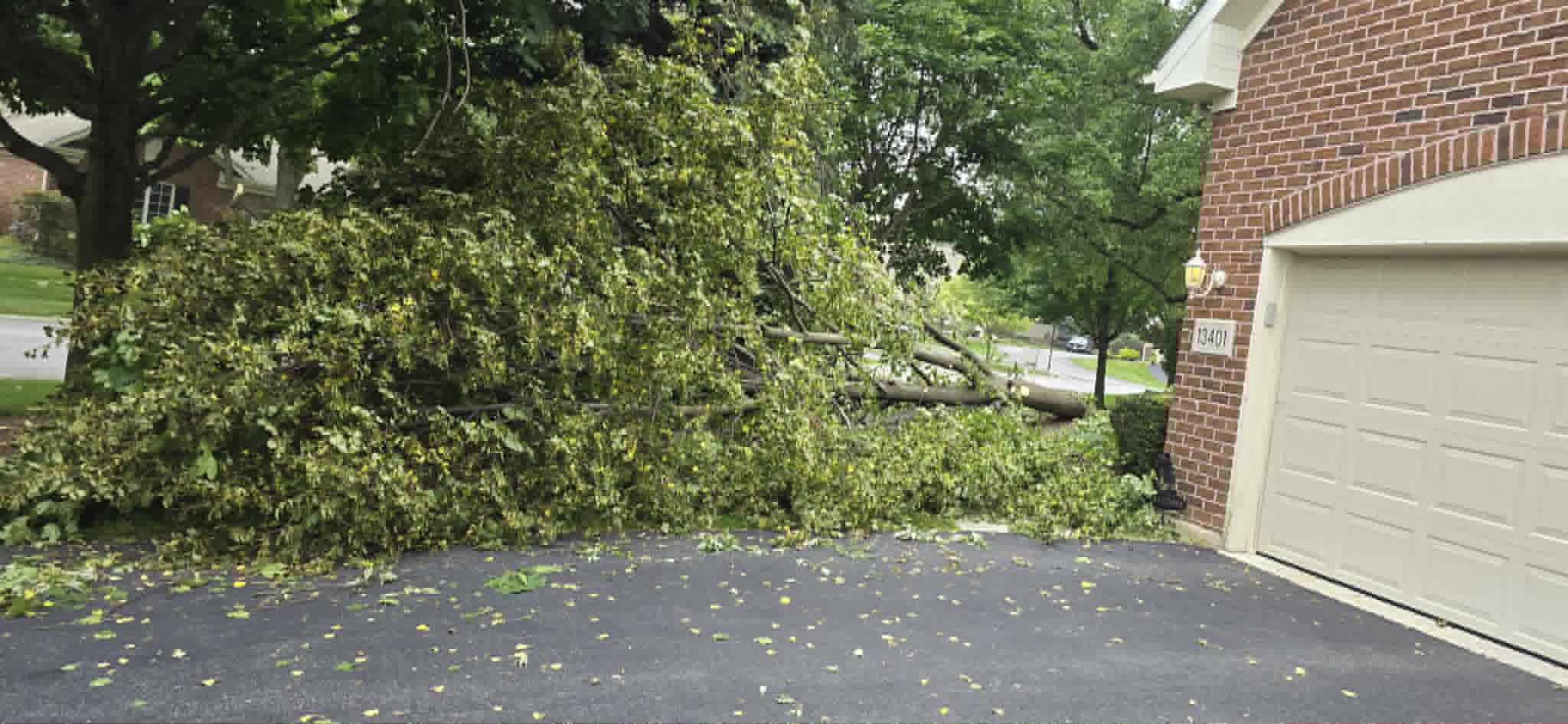 Split tree removal