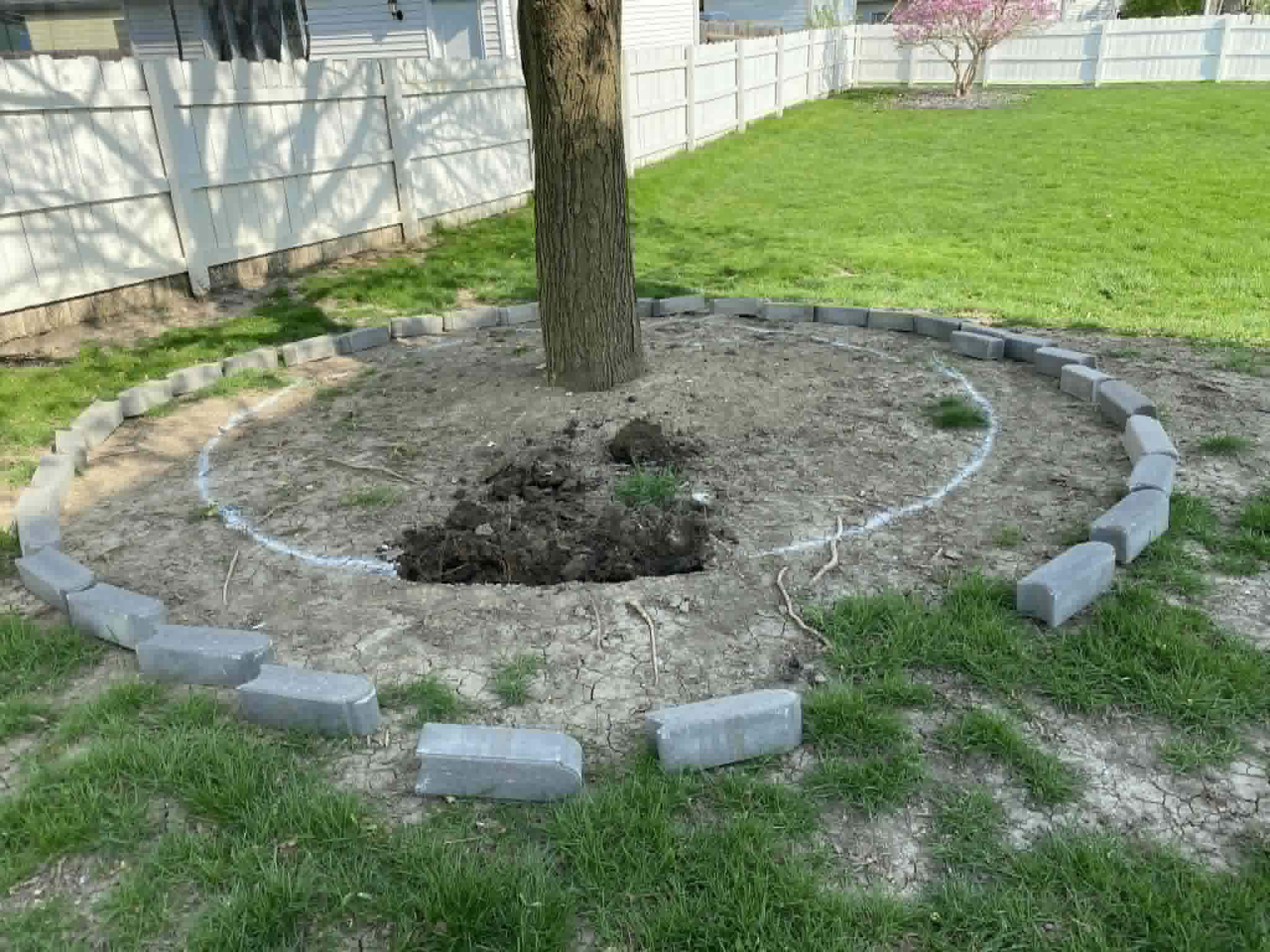 Tree base before cleanup